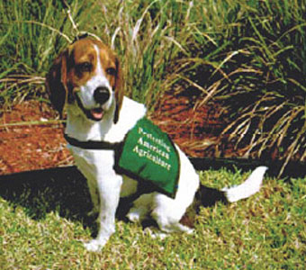 This is TROUBLE, a 31 pound, 7 year old member of the APHIS Beagle Brigade stationed at Miami International Airport in 2005. 