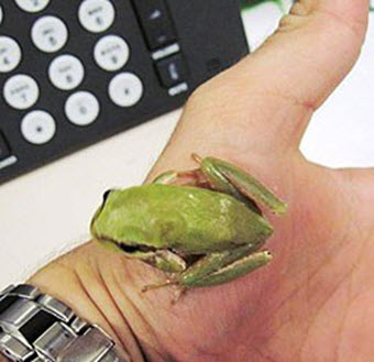 Photo of Middle Eastern tree frog