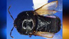 Photo of Amnestus brunneus (signoret)