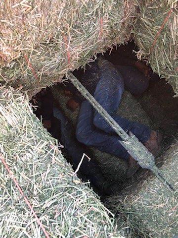 El Centro Sector Border Patrol agents arrested a man suspected of smuggling thirteen illegal aliens concealed under hay bales on the back of a tractor trailer Monday evening. 