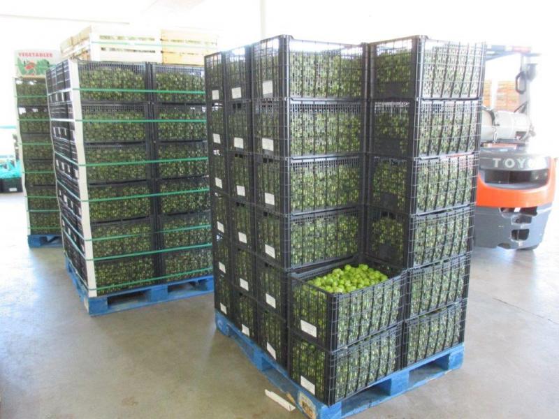 Crates containing 2,328 pounds of prohibited hog plums seized by CBP agriculture specialists at Rio Grande City Port of Entry