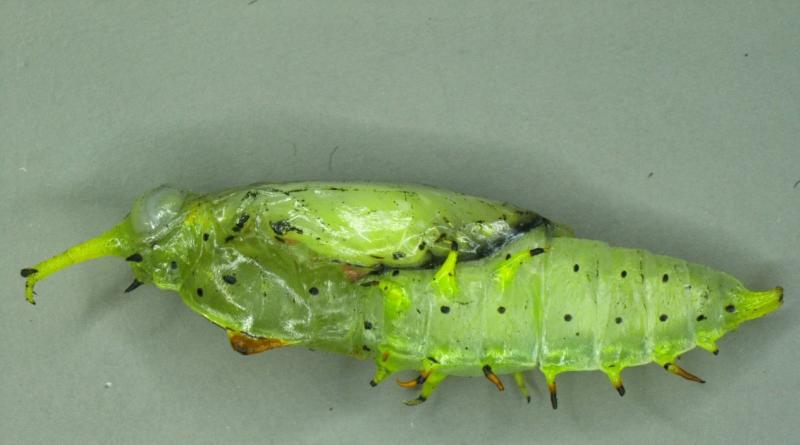 A specimen of catastitca flisa, a first in the nation pest interception made by CBP agriculture specialists at Laredo Port of Entry