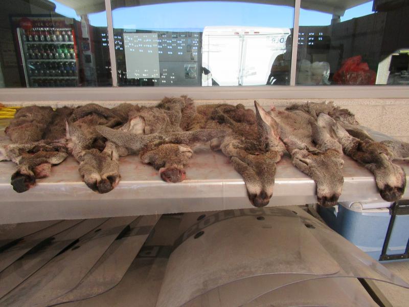 CBP agriclture specialists discovered six deer hides containing live ticks during an examiantion at Del Rio Port of Entry