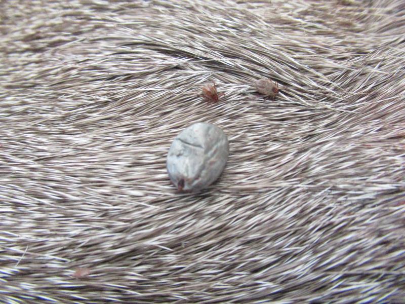 Live ticks, Rhipicephalus (Boophilus) microplus and Rhipicephalus (Boophilus) annulatus are seen on deer hides seized by CBP agriculture speciaists at Del Rio Port of Entry