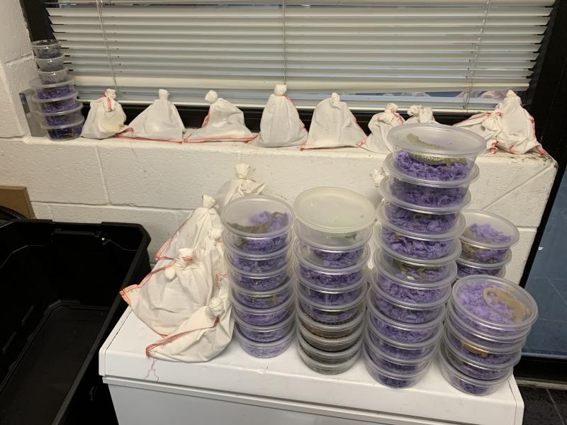 CBP officers discovered more than 70 reptiles including snakes, toads, geckos and chameleons during an outbound inspection at Hidalgo International Bridge