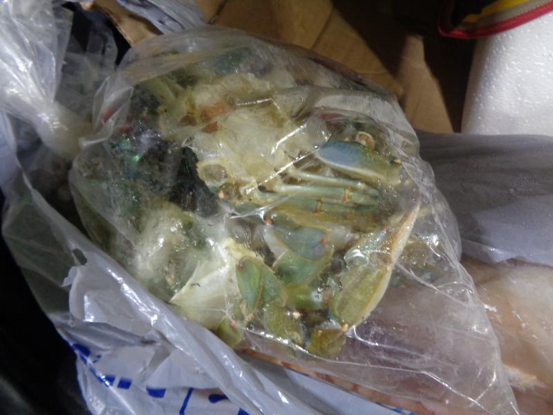 Plastic bags containing seafood harveted and imported contrary to Texas law encountered by CBP agriculture specialists at Hidalgo Bridge 