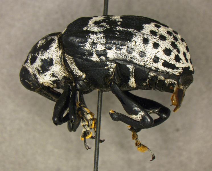 A specimen of Cratosomus punctulatus Gyllenhal (Curculionidae), a first in nation pest intercepted by CBP agriculture specialists at Brownsville Port of Entry