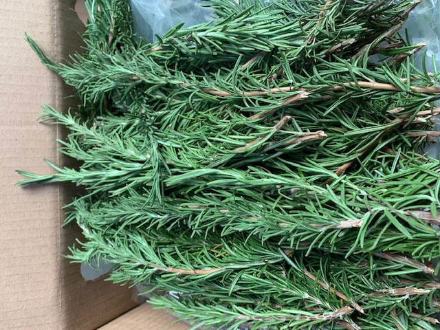 Rosemary herbs