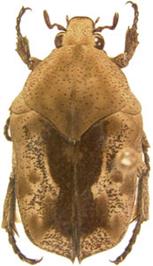 Gymnetini (Scarabaeidae), a type of Scarab beetle intercepted in a shipment of bananas in Wilmington, Del.