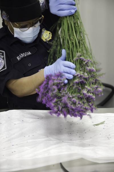 JFK Agriculture Specialists Inspect Valentine's Day Flowers