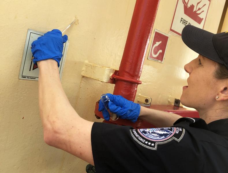 U.S. Customs and Border Protection agriculture specialists intercept 146 egg masses of the highly destructive, invasive Asian Gypsy Moth on four ships that recently called on the Port of Baltimore. (CBP Photo/Handout)