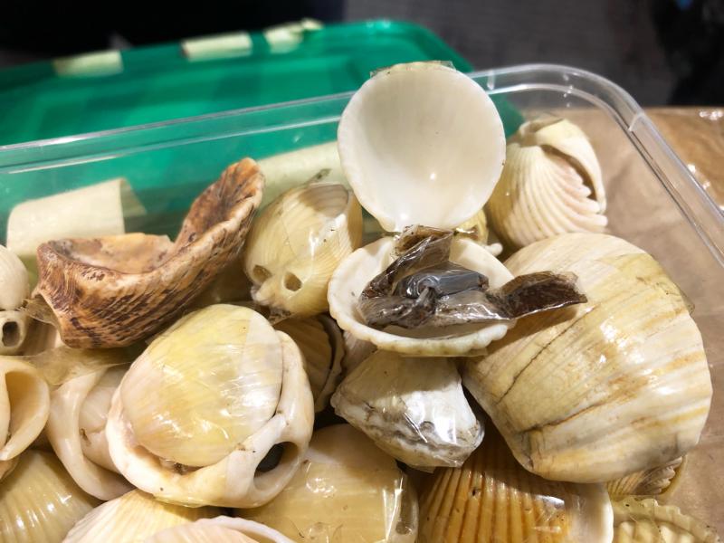 Baltimore CBP discoverd hashish concelaed inside seashells September 30, 2020.