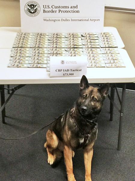 CBP currency detector dog NIcky helped officers seize $73k in unreported currency from two Serbia-bound men at IAD on October 3, 2016.