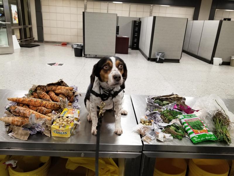 Phillip, of CBP's Beagle Brigade, found a bunch of prohibited agriculture products in passenger baggage at Washington Dulles International Airport during Thanksgiving weekend.