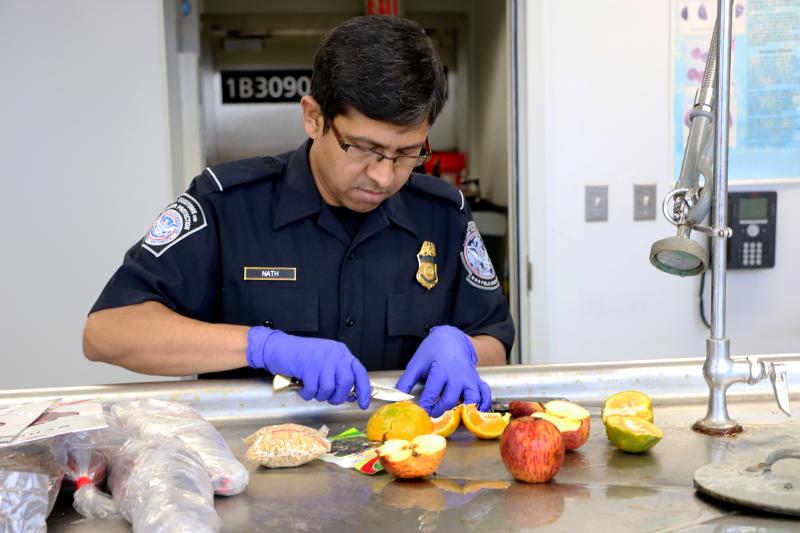 CBP agriculture specialists inspect international travelers’ luggage for prohibited products that might carry dangerous hitchhiking insect pests.