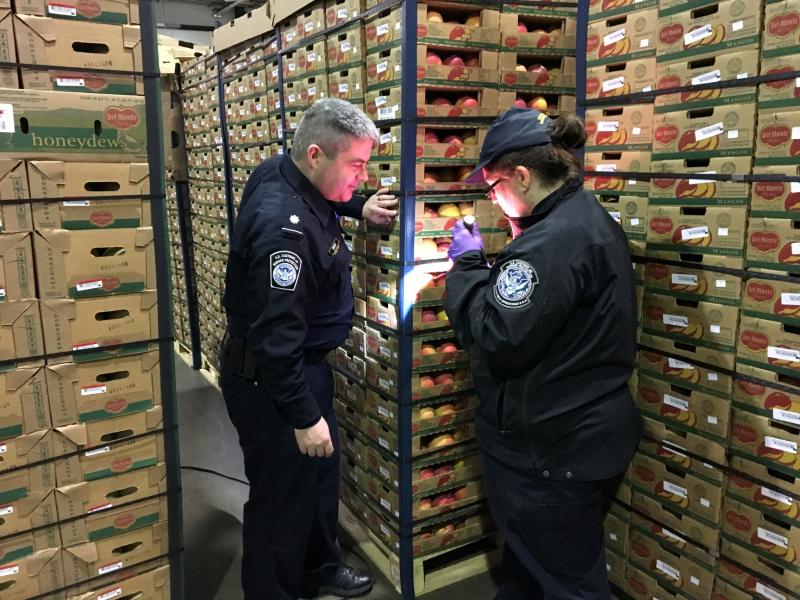 CBP agriclutuire specialists inspect mangoes recently in the nation's #1 perishable produce import ports.