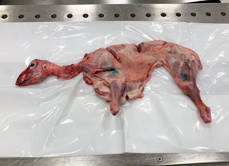 Philadelphia CBP agriculture specialists discovered this full, raw, unknown animal in traveler baggage from Albania December 10, 2019.