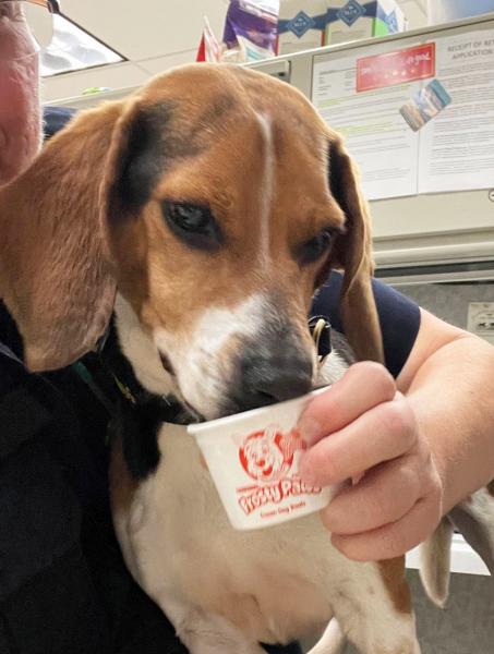 U.S. Customs and Border Protection agriculture detector dog Potter celebrated his eighth birthday on Cinco de Mayo at Philadelphia International Airport. Potter ended his shift after finding a half-dozen prohibited mangos in passenger baggage from Jamaica and then lapped up his birthday ice cream.