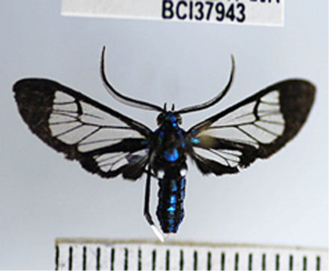 Philadelphia CBP agriculture specialists intercepted the first Cosmosoma ruatana, or tiger moth, ever reported in the U.S.