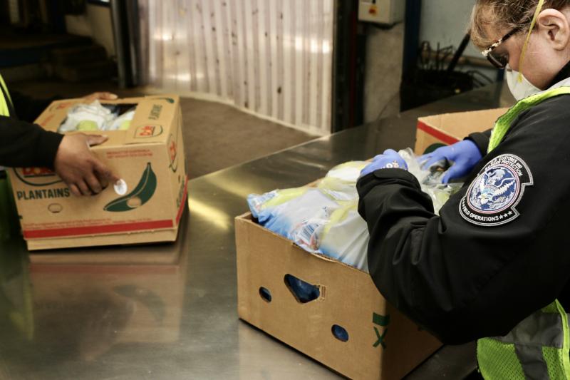 CBP agriculture specialists examine a shipment of imported plantains in Wilmington, Del., during April 2020.