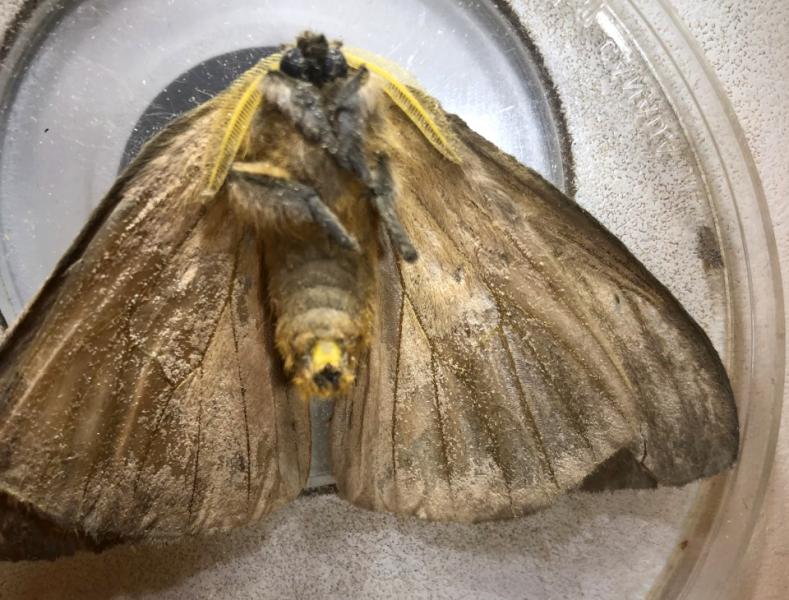 CBP agriculture specialists discovered a Hylesia species of moth never before seen in Wilmington, Del. May 7, 2020.