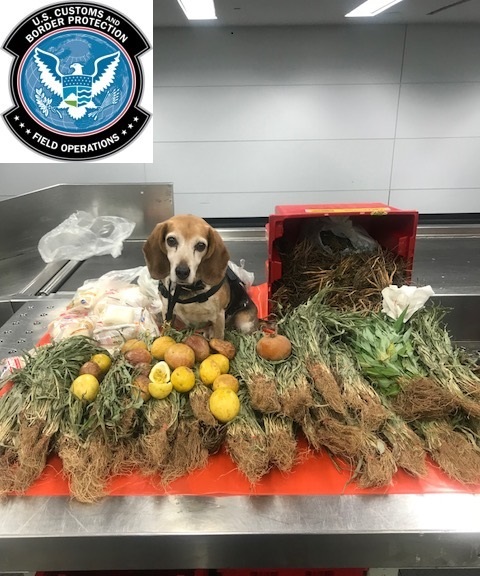 CBP agriculture canine sitting with prohibited agricultural products next to a conveyor belt