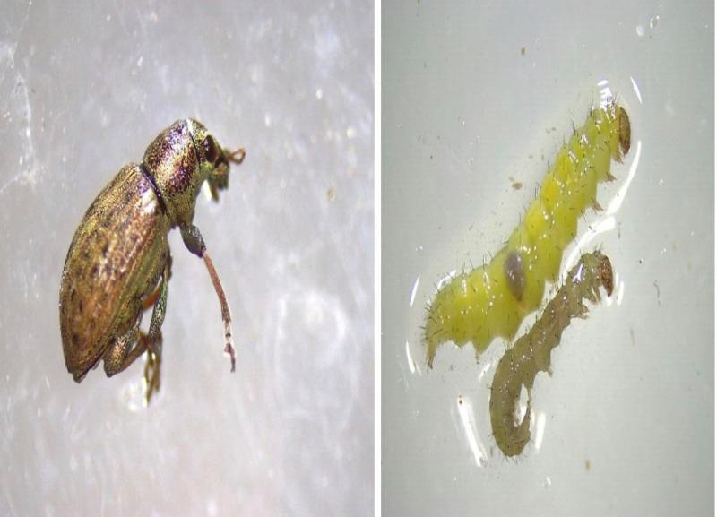 Invasive insect pests detected by Agriculture Specialists at the Port of Entry in Champlain, New York.