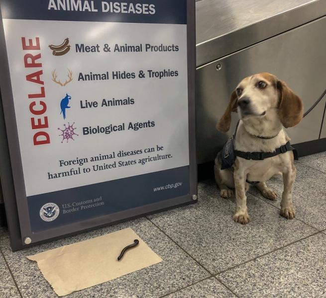 African Millipede Found by CBP Beagle Brigade at Atlanta Airport | U.S ...