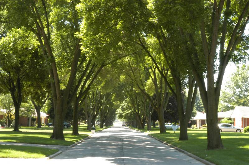 A tree-lined street in Toledo, Ohio in 2006