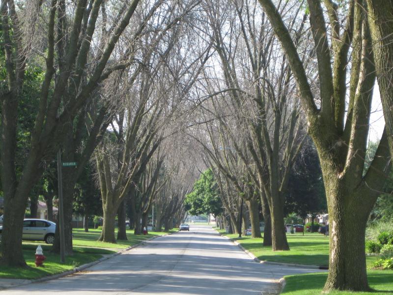 The same street three years later, showing the destructive effects of the Emerald Ash Borer.