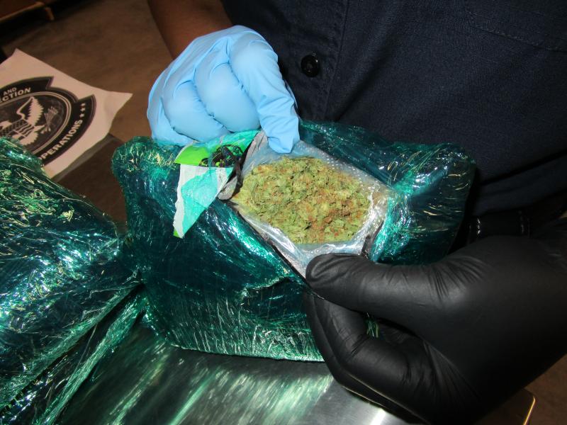 CBP officer examines seized marijuana