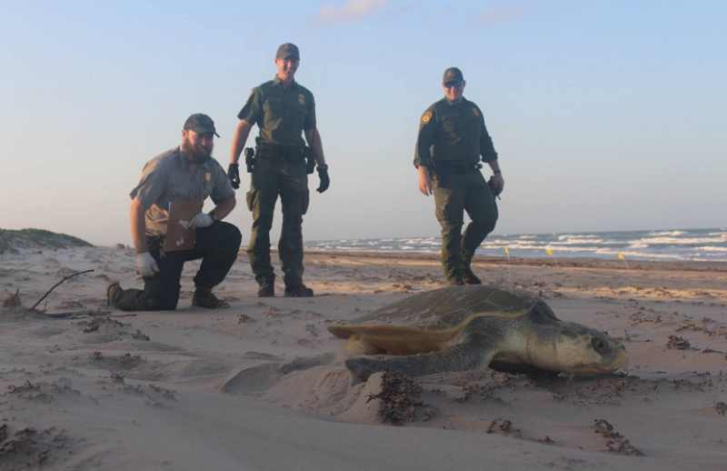 Kemp Ridley turtle heads back to the Gulf of Mexico