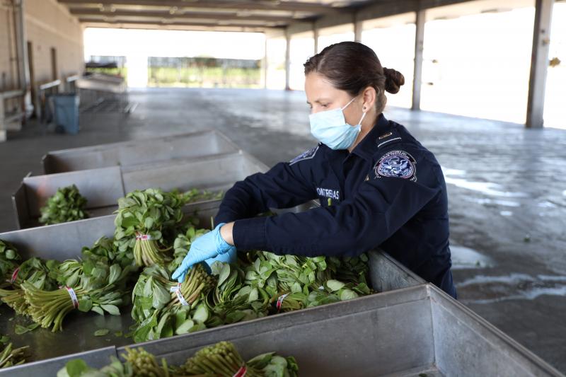 A CBP Agriculture Specialist inspects imported produce.